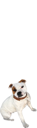 Hazel